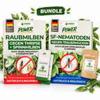 Nützlings-Duo gegen Trauermücken, Thripse & Spinnmilben