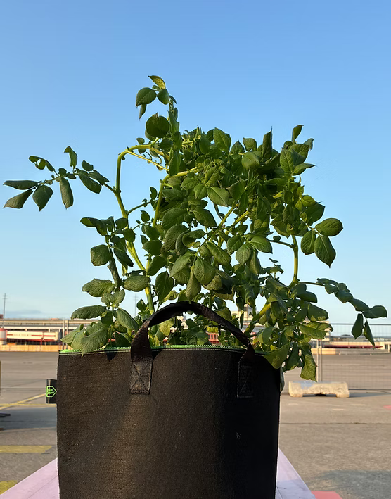 Green Bull® Pflanzen-Booster Ergebnisfoto mit gesunden Pflanzen