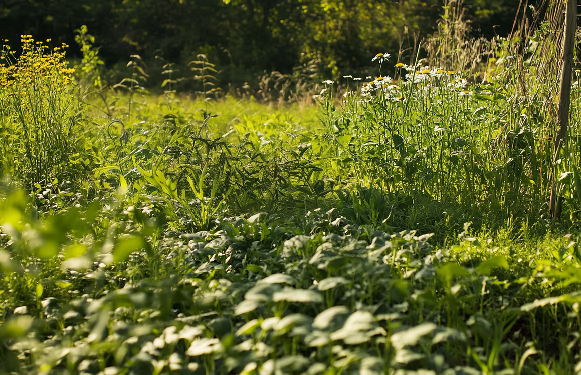 Natürliches Wachstum für schönere Pflanzen - GreenBull®