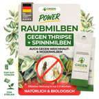 Nützlings-Duo gegen Trauermücken, Thripse & Spinnmilben
